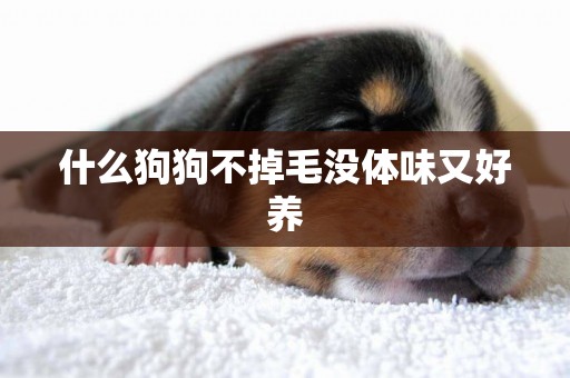 什么狗狗不掉毛沒體味又好養