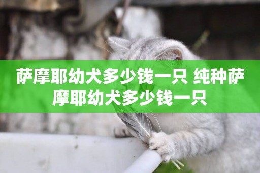 薩摩耶幼犬多少錢一只 純種薩摩耶幼犬多少錢一只