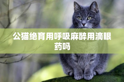 公貓絕育用呼吸麻醉用滴眼藥嗎