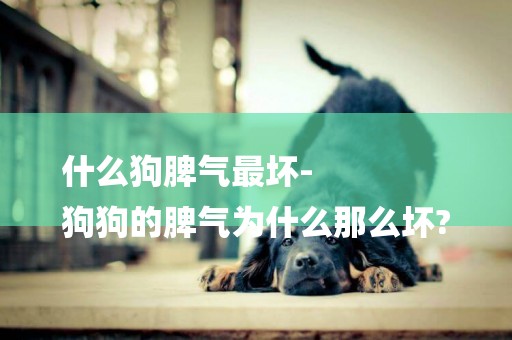 什么狗脾氣最壞-
狗狗的脾氣為什么那么壞?