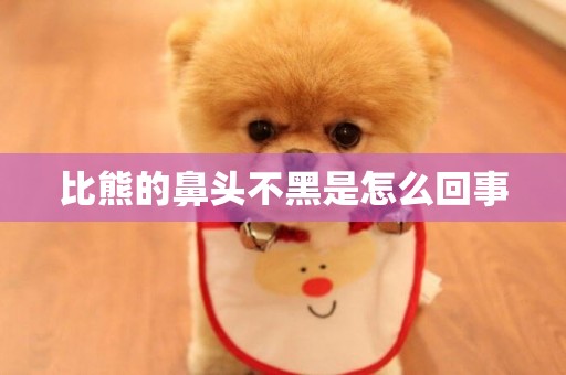 比熊的鼻頭不黑是怎么回事