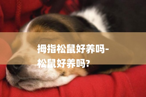 拇指松鼠好養嗎-
松鼠好養嗎?