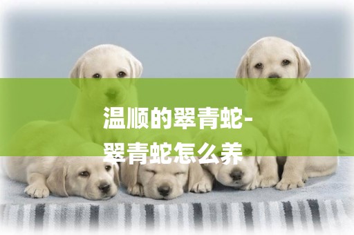 溫順的翠青蛇-
翠青蛇怎么養