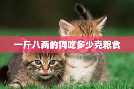 一斤八兩的狗吃多少克糧食