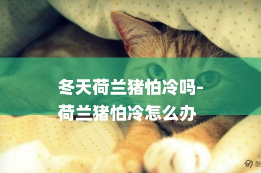 冬天荷蘭豬怕冷嗎-
荷蘭豬怕冷怎么辦