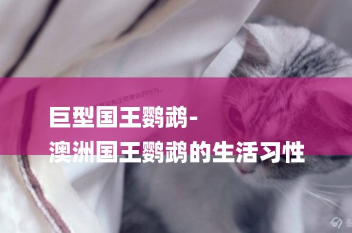 巨型國王鸚鵡-
澳洲國王鸚鵡的生活習性