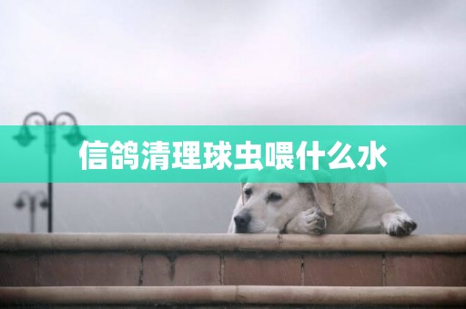 信鴿清理球蟲喂什么水