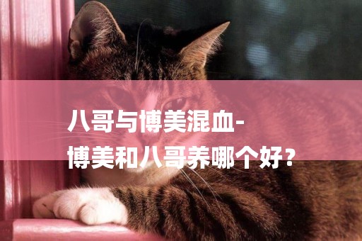 八哥與博美混血-
博美和八哥養哪個好？