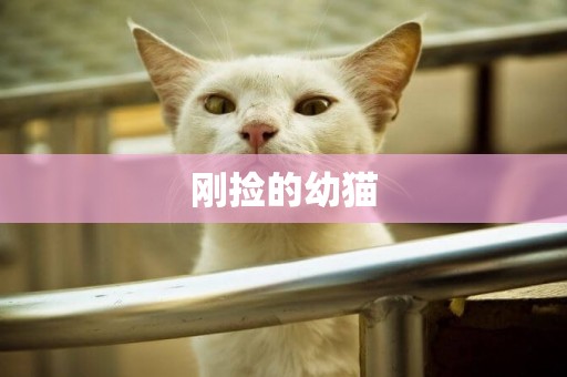 剛撿的幼貓