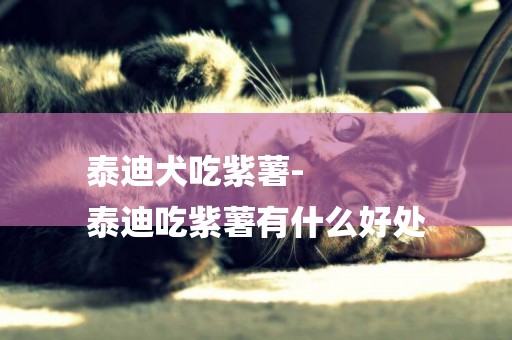 泰迪犬吃紫薯-
泰迪吃紫薯有什么好處