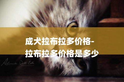 成犬拉布拉多價格-
拉布拉多價格是多少