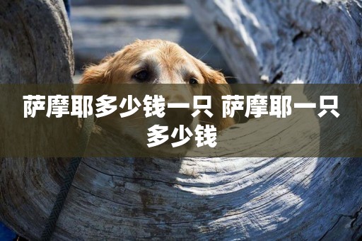 薩摩耶多少錢一只 薩摩耶一只多少錢
