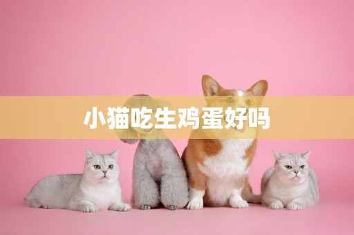小貓吃生雞蛋好嗎