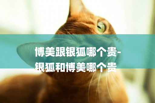 博美跟銀狐哪個貴-
銀狐和博美哪個貴