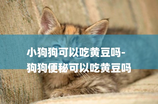 小狗狗可以吃黃豆嗎-
狗狗便秘可以吃黃豆嗎