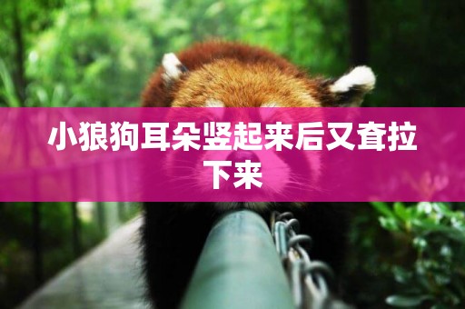 小狼狗耳朵豎起來后又耷拉下來