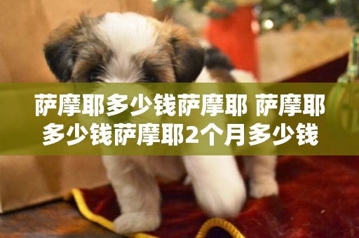 薩摩耶多少錢薩摩耶 薩摩耶多少錢薩摩耶2個月多少錢一只