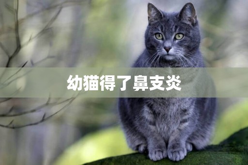 幼貓得了鼻支炎