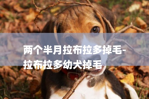 兩個半月拉布拉多掉毛-
拉布拉多幼犬掉毛