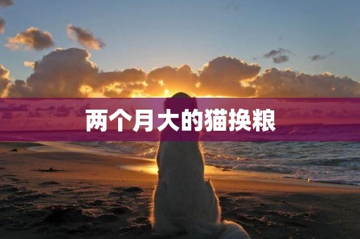 兩個月大的貓換糧