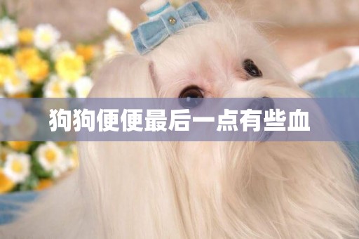 狗狗便便最后一點有些血