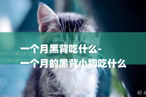 一個月黑背吃什么-
一個月的黑背小狗吃什么