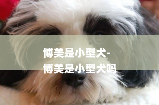 博美是小型犬-
博美是小型犬嗎