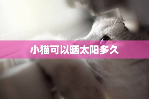 小貓可以曬太陽多久