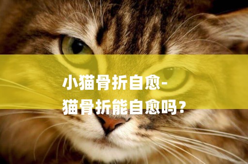 小貓骨折自愈-
貓骨折能自愈嗎？