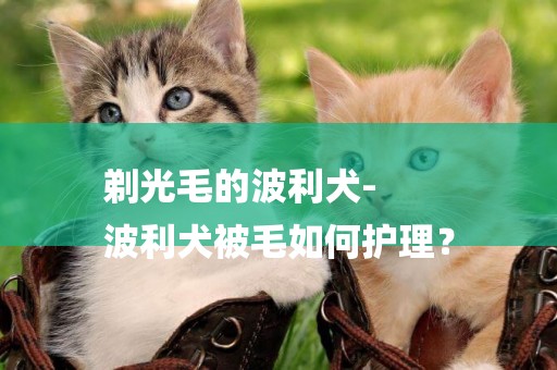 剃光毛的波利犬-
波利犬被毛如何護理？