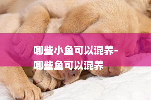 哪些小魚可以混養-
哪些魚可以混養