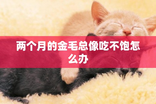 兩個月的金毛總像吃不飽怎么辦