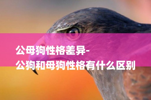 公母狗性格差異-
公狗和母狗性格有什么區別