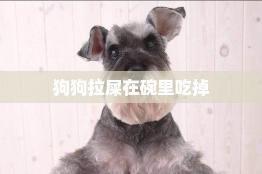狗狗拉屎在碗里吃掉