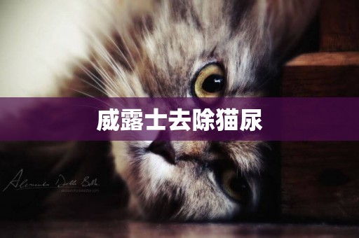 威露士去除貓尿