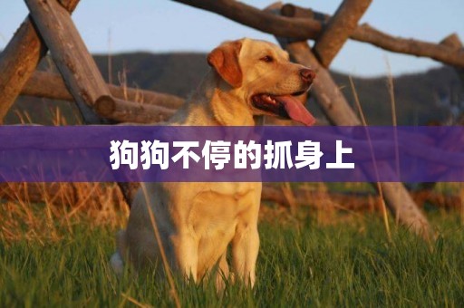 狗狗不停的抓身上