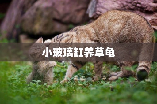 小玻璃缸養草龜