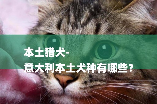 本土獵犬-
意大利本土犬種有哪些？