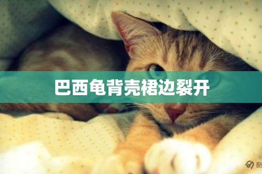 巴西龜背殼裙邊裂開