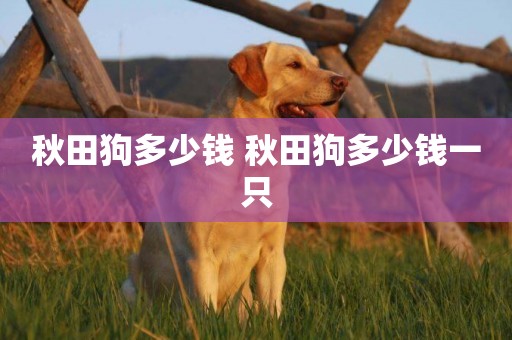 秋田狗多少錢 秋田狗多少錢一只