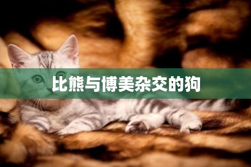 比熊與博美雜交的狗