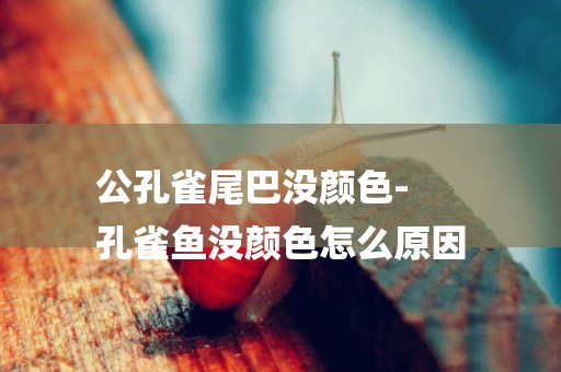 公孔雀尾巴沒顏色-
孔雀魚沒顏色怎么原因