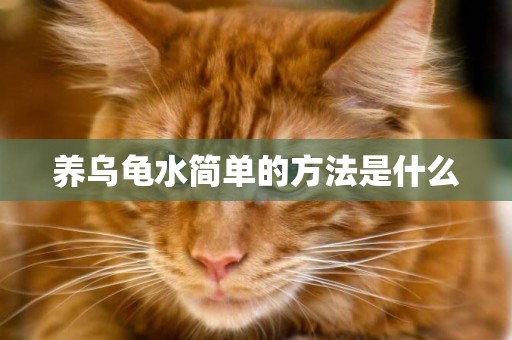 養烏龜水簡單的方法是什么
