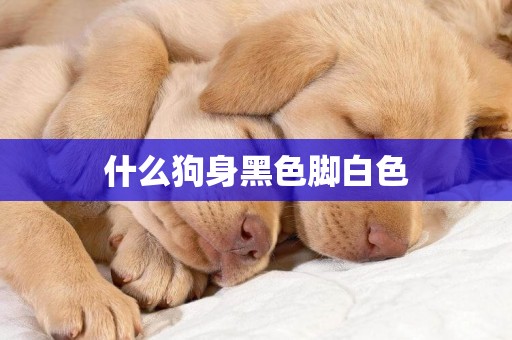 什么狗身黑色腳白色