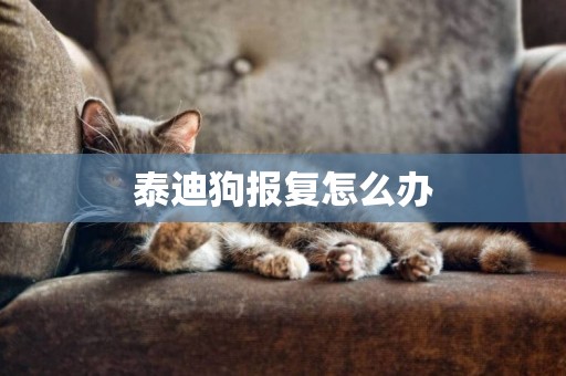泰迪狗報復怎么辦