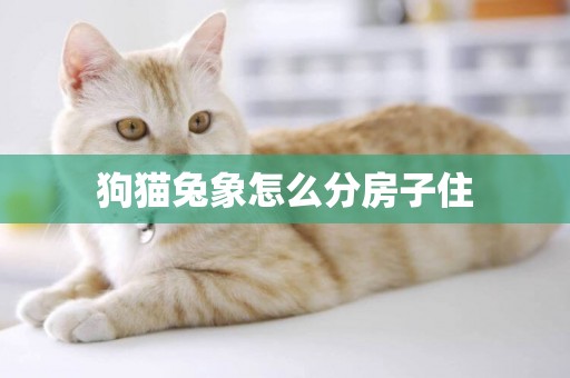 狗貓兔象怎么分房子住