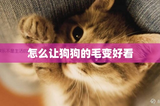 怎么讓狗狗的毛變好看