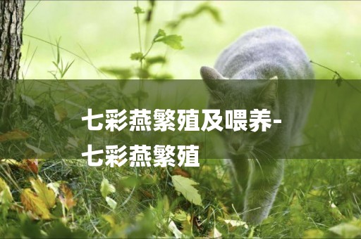 七彩燕繁殖及喂養-
七彩燕繁殖