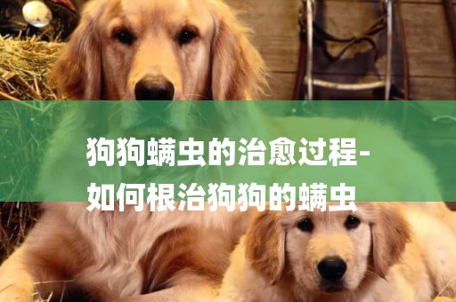 狗狗螨蟲的治愈過程-
如何根治狗狗的螨蟲