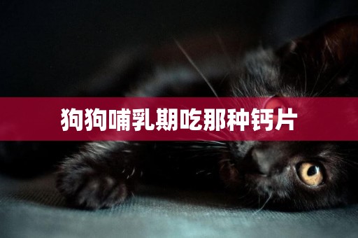狗狗哺乳期吃那種鈣片